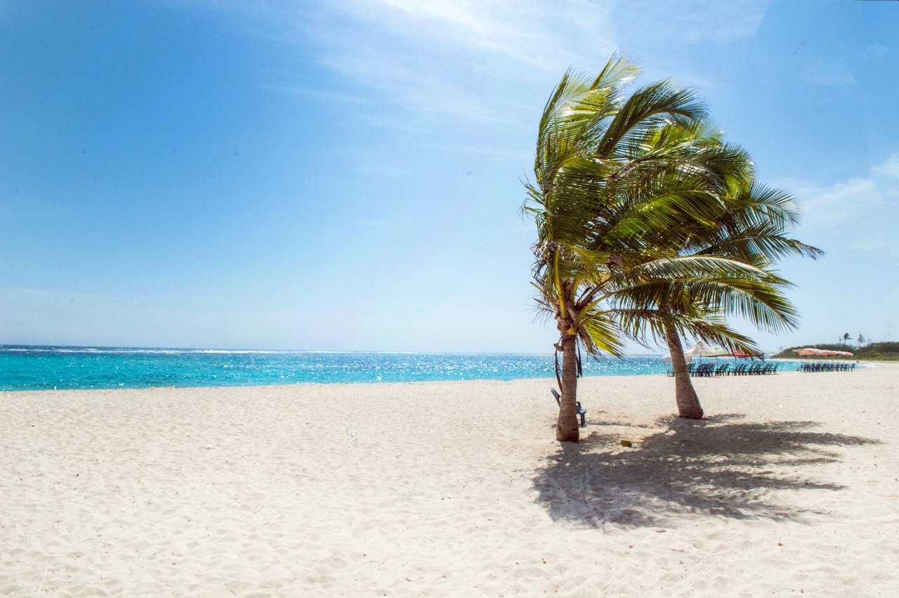 our-services-2 Serene tropical beach scene in La Luisa, Venezuela, featuring palm trees and clear blue waters.