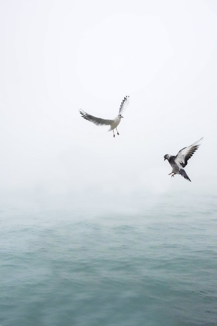 Two seagulls gracefully flying over the calm, misty ocean, symbolizing freedom and tranquility.
