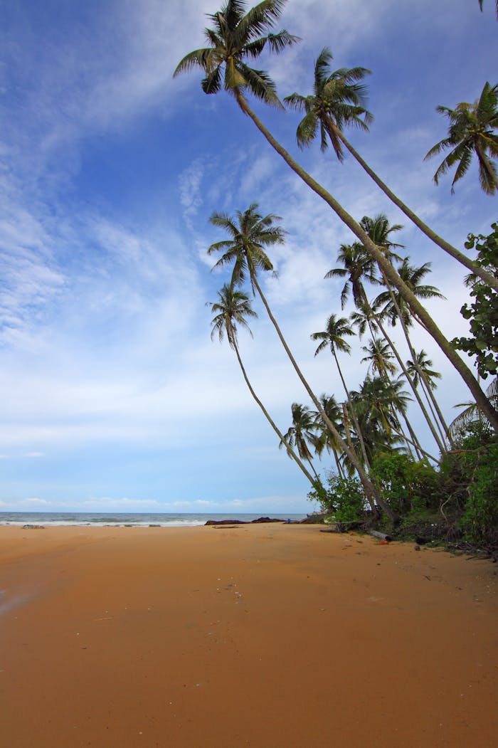 A serene tropical beach with leaning coconut trees under a clear blue sky.