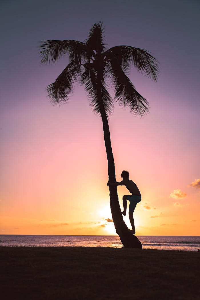 gallery-3 A silhouette of a person climbing a palm tree against a vibrant sunset on a tropical beach.